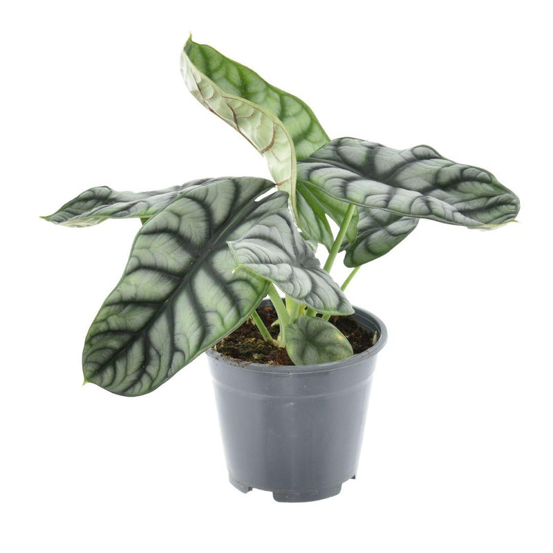 Alocasia Nebula Silver Compacta: Silberne Samtblätter, Ø14cm