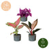 Baby Paradise Mix: 3 tropische Pflanzen im 6cm Topf Bild 5