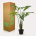 Artificial Plant Alocasia Frydek, 120 cm – Evergreen Elegance Bild 6