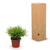 Green boutiQ - Zimmerpflanze - Bamusa Pogonatherum Monica - Bambusgras - Haustierfreundlich - Grün - 2 Pflanzen - Topf 12cm - Höhe 30-35cm Bild 8