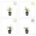 24x Liriope muscari 'Monroe White', 10-25cm, 9cm Topf Bild 4