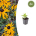 6x Rudbeckia 'Goldsturm' Sonnenhut, 10-25cm, Ø9cm Bild 1