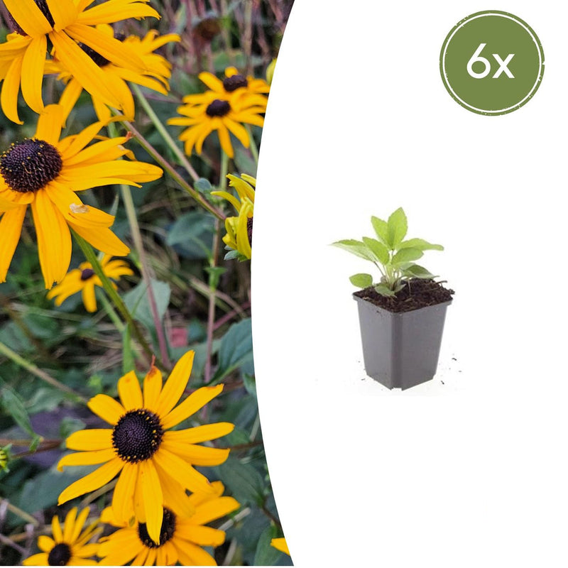 6x Rudbeckia 'Goldsturm' Sonnenhut, 10-25cm, Ø9cm