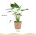 Alocasia Cucullata Buddha-Hand Zimmerpflanze im Topf 21cm Bild 3