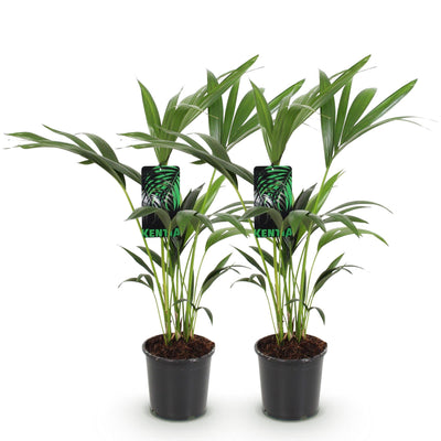 Green boutiQ - Zimmerpflanze - Howea Forsteriana - Kentia-Palme - Wenig Pflege - Grün - 2 Pflanzen - Topf 17cm - Höhe 70-75cm