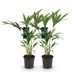 Green boutiQ - Zimmerpflanze - Howea Forsteriana - Kentia-Palme - Wenig Pflege - Grün - 2 Pflanzen - Topf 17cm - Höhe 70-75cm Bild 2