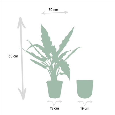Alocasia Lauterbachiana: Elefantenohr, Ø19cm, ↕80cm + Topf Mayk Gold