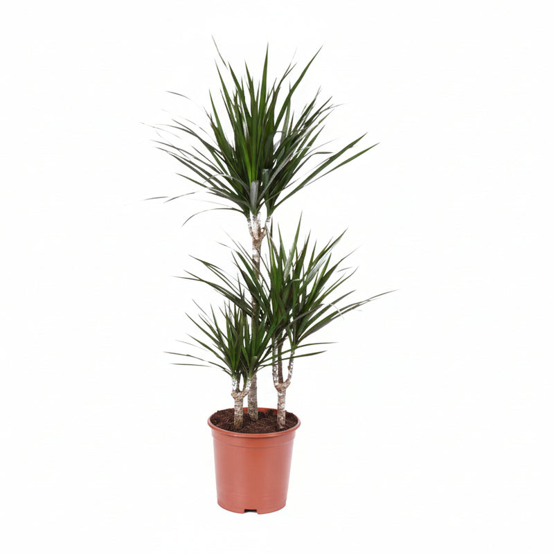 Dragon Tree Dracaena Marginata, easy-care, 115 cm houseplant