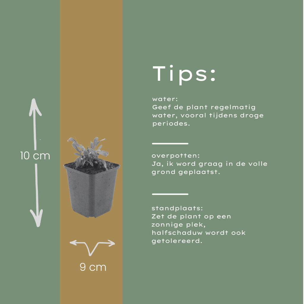 12x Gaura 'Siskiyou Pink' - 10-25cm hoch, 9cm Topf