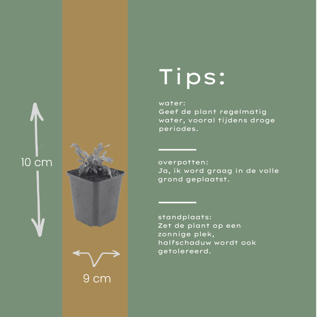 12x Gaura 'Siskiyou Pink' - 10-25cm hoch, 9cm Topf