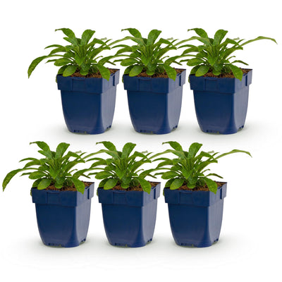 Green boutiQ - Perennial - Campanula pers. Alba - Peach Leaf Bellflower - Bee and Butterfly Attractor - White - 6 Plants - Pot 11cm - Height 15-25cm