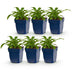 Green boutiQ - Perennial - Campanula pers. Alba - Peach Leaf Bellflower - Bee and Butterfly Attractor - White - 6 Plants - Pot 11cm - Height 15-25cm Bild 1