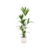 Bundle offer: Kentia palm with elho pot, 160 cm Bild 1
