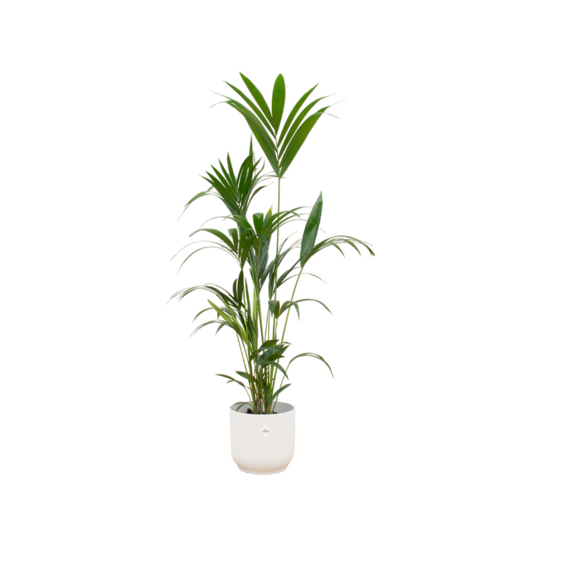 Bundle offer: Kentia palm with elho pot, 160 cm