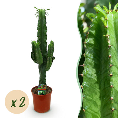 Green boutiQ - Zimmerpflanze - Euphorbia eritrea - Afrikanischer Milchbaum - Wenig Pflege - Grün - 2 - Topf 19cm - Höhe 70cm