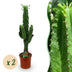Green boutiQ - Zimmerpflanze - Euphorbia eritrea - Afrikanischer Milchbaum - Wenig Pflege - Grün - 2 - Topf 19cm - Höhe 70cm Bild 1