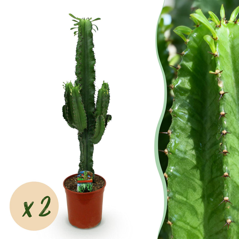 Green boutiQ - Zimmerpflanze - Euphorbia eritrea - Afrikanischer Milchbaum - Wenig Pflege - Grün - 2 - Topf 19cm - Höhe 70cm