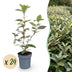 Green boutiQ - 24x Eleagnus ebbingei Compacta - Ölweide - Heckenpflanzen - Immergrün - Grau - Topf 9cm - Höhe 25-35cm Bild 8