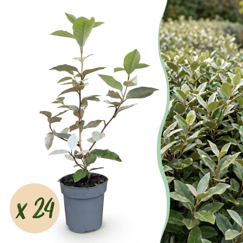 Green boutiQ - 24x Eleagnus ebbingei Compacta - Oleaster - Hedging Plants - Evergreen - Grey - Pot 9cm - Height 25-35cm