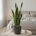 Sansevieria Laurentii XL (Bogenhanf) - Ø17cm - 70cm hoch Bild 4