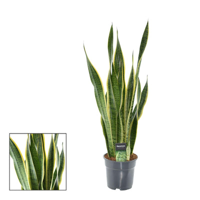 Sansevieria Laurentii XL (Bogenhanf) - Ø17cm - 70cm hoch