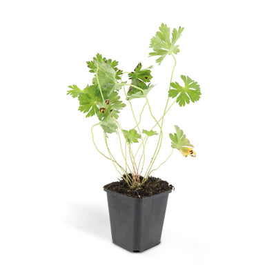 12x Geranium Rozanne (10-25cm, Ø9cm) - Langblühende Gartenpflanze