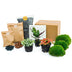 Terrarium Nachfüllpaket mit Calathea lancifolia & Fittonias Bild 1