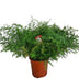 Zierfarn Asparagus Densiflorus Cwebe Ø27cm H65cm Bild 1