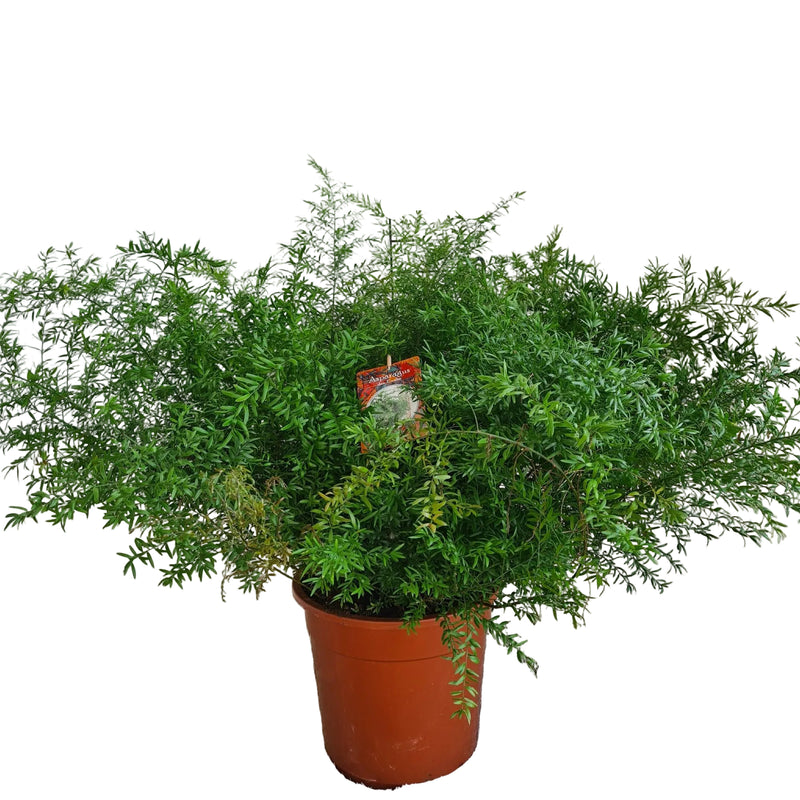 Zierfarn Asparagus Densiflorus Cwebe Ø27cm H65cm