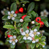 60x Creeping Juniper 'Cotoneaster dammeri' 10-25cm, Ø9cm Bild 6