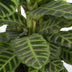 Calathea Zebrina (Pfauenpflanze) im 19cm Topf, 80cm hoch Bild 3