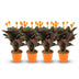 Calathea Crocata 'Königin der Flammen' im 14cm Topf, 40-45cm hoch Bild 1