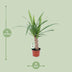Yucca-Pflanze Ø12cm, 50cm hoch - pflegeleicht & elegant Bild 2