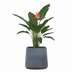 Pflanztopf Aniek anthrazit D43 x H39 cm Bild 3
