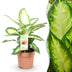 Dieffenbachia Camilla: Pflegeleichte Zimmerpflanze im 17cm Topf (45-50cm) Bild 1