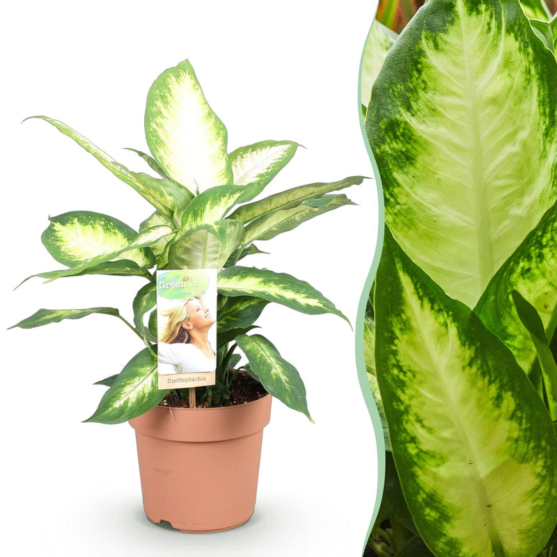Dieffenbachia Camilla: Pflegeleichte Zimmerpflanze im 17cm Topf (45-50cm)