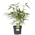 Fargesia Robusta 'Pingwu' – Evergreen Bamboo for Hedges & Pots Bild 1