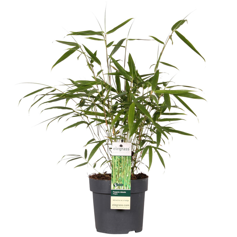 Fargesia Robusta 'Pingwu' – Evergreen Bamboo for Hedges & Pots