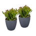 2x Crassula Ovata - Geldbaum - Grün - Sukkulente/Kaktus - incl. grijze pot - Ø12cm Bild 2
