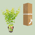 Acer palmatum 'Going Green' - Japanischer Ahorn, Ø15cm, 30cm hoch Bild 4