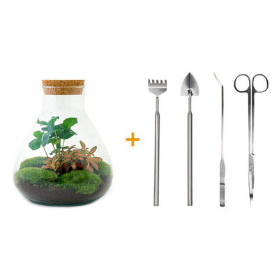 Flaschengarten Sammie Coffea: Autarkes Mini-Biotop für Ihr Zuhause