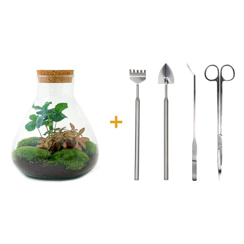Bottle Garden Sammie Coffea: Self-Sufficient Mini-Biotop for Your Home