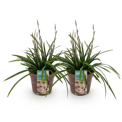 GreenboutiQ Ziergras: Carex morrowii Irish Green, 2 Pflanzen