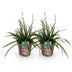 GreenboutiQ Ziergras: Carex morrowii Irish Green, 2 Pflanzen Bild 2