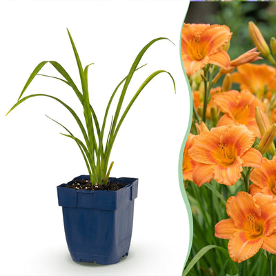 Green boutiQ - Perennial - Hemerocallis Mauna Loa - Daylily - Bee and Butterfly Attractors - Orange - 3 Plants - Pot 11cm - Height 15-25cm