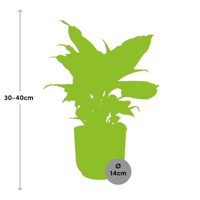Ficus Elastica 'Robusta' im gelben ELHO Vibes Fold Topf (14 cm)
