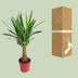 Yucca "Maya Tree" 30stam P19 - Ø19cm - ↕80cm Bild 3