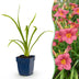 Green boutiQ - Perennial - Hemerocallis Summer Wine - Daylily - Bee and Butterfly Attractors - Purple - 12 Plants - Pot 11cm - Height 15-25cm Bild 1
