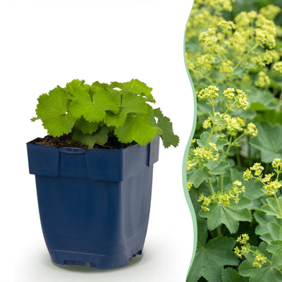 Green boutiQ - Perennials - Alchemilla mollis - Lady's Mantle - Groundcover - Yellow - 24 Plants - Pot 11cm - Height 15-25cm