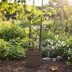 Vitis Muskat de Alexandrie Weinrebe - Ø15cm - ↕40cm Bild 2